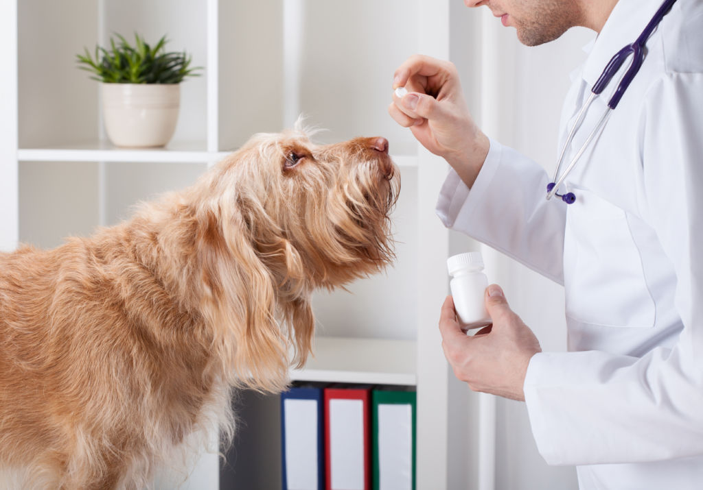 Ветеринарное обслуживание домашних животных в клинике Айболит
