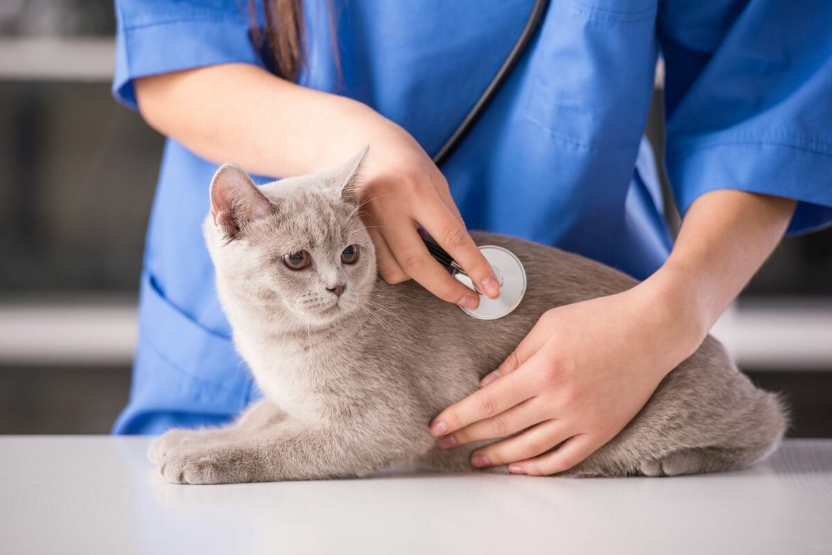 кастрация и стерилизация домашних животных в клинике Айболит